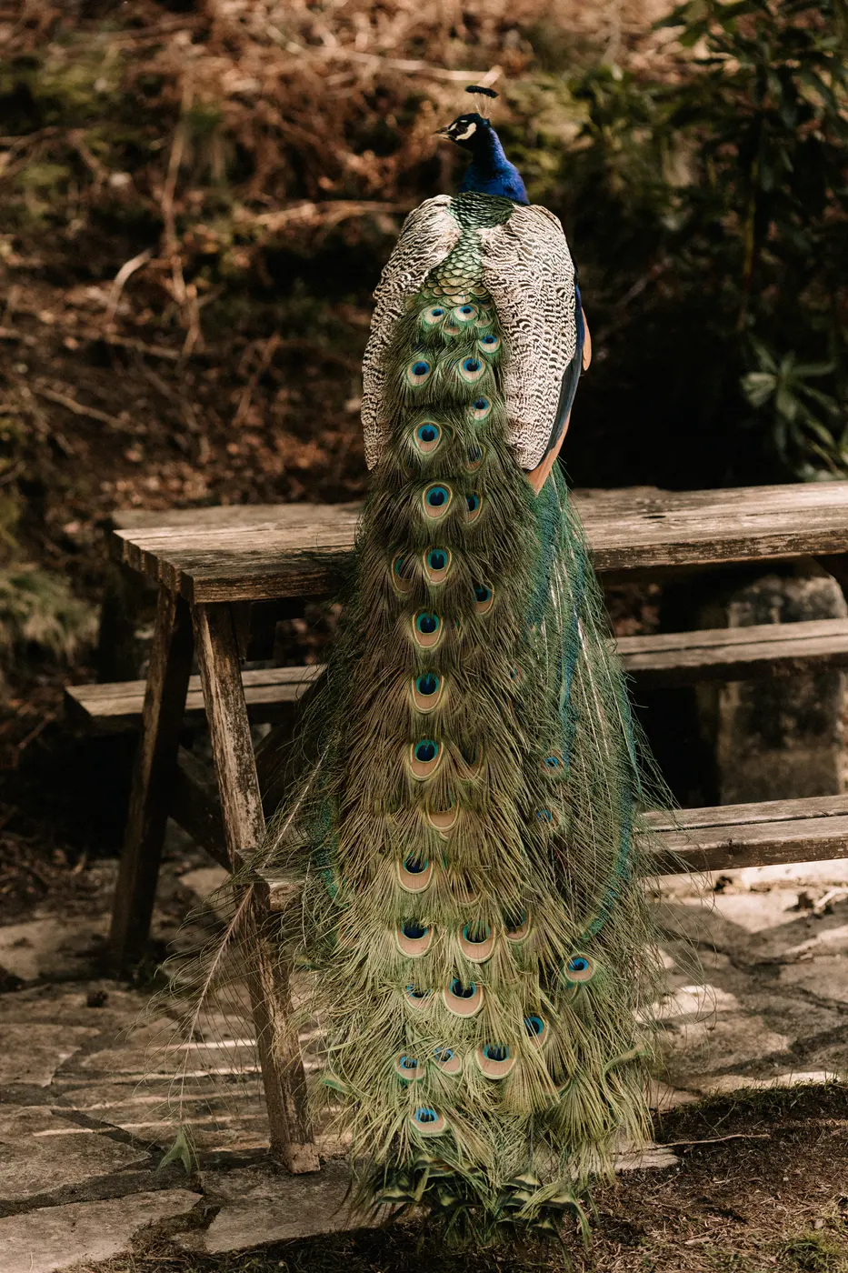 A peacock stands on a wooden bench in the ceremony clearing, tail feathers trailing to the ground.